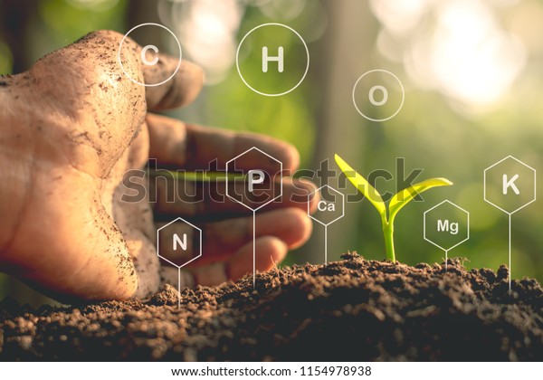 Seedlings Exuberant Abundant Loamy Soils Have Stock Photo 1154978938 ...