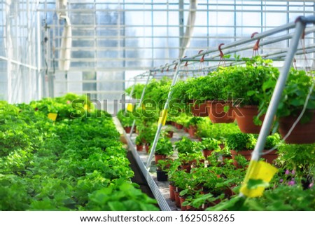 Similar – Image, Stock Photo cactus plants in greenhouse interior