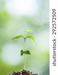 Seedlings in the forest