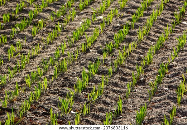 Seedlings of grain crops.\
A grain of winter\
wheat sown in the fall has\
sprouted.\

