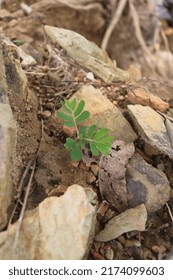 Seedlings Grow On Rocky Soil