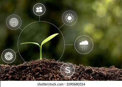 Seedlings are growing from abundant soil with the icon of the concept of the world and energy, ecology concept.