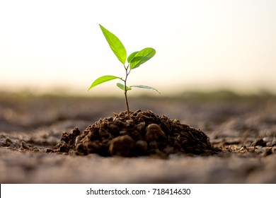 Seedlings are growing from arid soil with morning sun is shining, concept of global warming. - Powered by Shutterstock