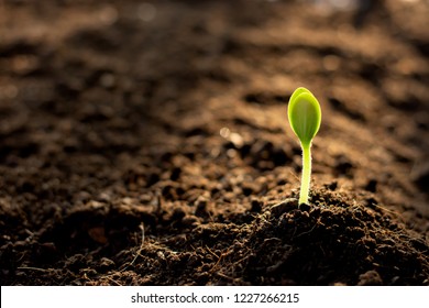 The seedlings are growing from the fertile soil. - Shutterstock ID 1227266215
