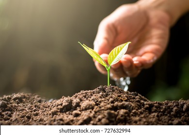 Seedlings are growing As the hands of men are watering, ecology concept. - Powered by Shutterstock