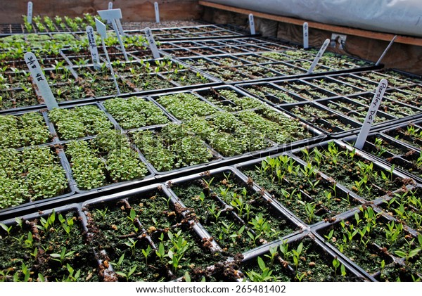 Seedlings Growing On Heated Mats Inside Stock Photo Edit Now