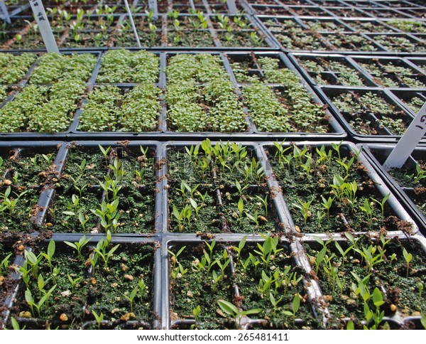 Seedlings Growing On Heated Mats Inside Royalty Free Stock Image