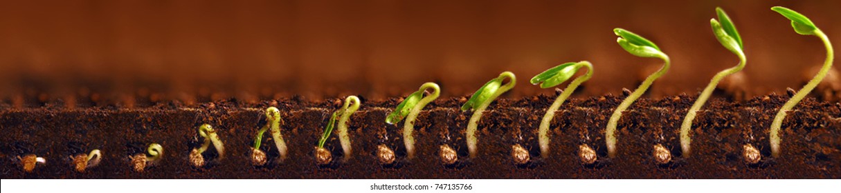 Seedlings Growing. Plants Grow Stages. Seedlings Growth Periods.