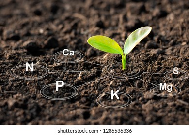 The seedlings are growing from the rich soil and have an icon attached to the nutrients necessary for plant growth.