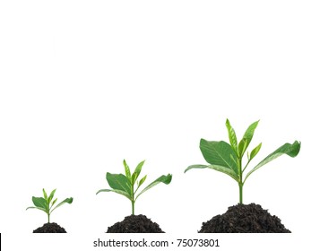 Seedlings growing in soil isolated against a white background