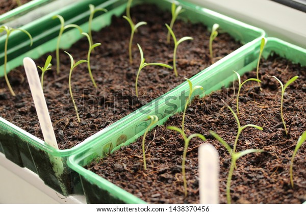 Seedlings Grown Seed Trays Sprouting On Stock Photo Edit Now