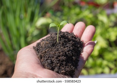 Seedlings in the hands of agriculture.