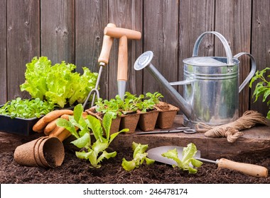 Seedlings of lettuce with gardening tools outside the potting shed - Powered by Shutterstock