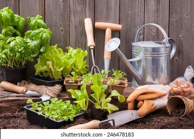 Seedlings of lettuce with gardening tools outside the potting shed