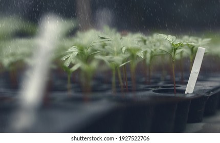 Marigold Sprout Images Stock Photos Vectors Shutterstock