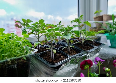 Seedlings on the balcony. Gardening. Shoots and plants, growing,windowsill. Selective focus  - Shutterstock ID 2115597050