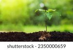 Seedlings on natural blurred background Return on investment concept and saving money
Seedling on a blurred natural background