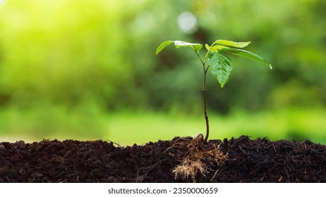 Seedlings on natural blurred background Return on investment concept and saving money
Seedling on a blurred natural background - Shutterstock ID 2350000659