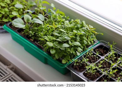 Seedlings On The Windowsill In The Rays Of Sunlight In The Morning In Various Containers. Gardening At Home. Growing Food On Windowsill.