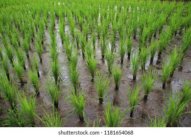 Seedlings Paddy Fields Have Juicy Soils Stock Photo 1181654068 ...