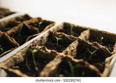 Germination Tray Images Stock Photos Vectors Shutterstock