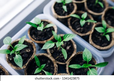 Windowsill Garden Stock Photos Images Photography Shutterstock