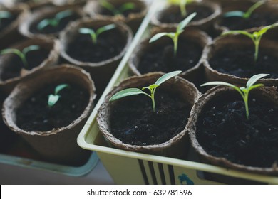 Imagenes Fotos De Stock Y Vectores Sobre Seed Trays Shutterstock