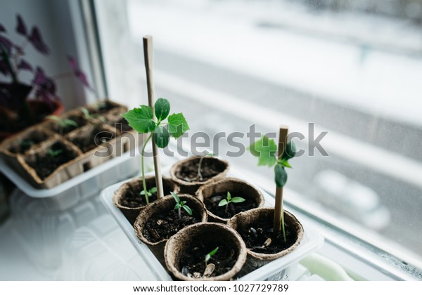 transplanting seedlings from peat pellets