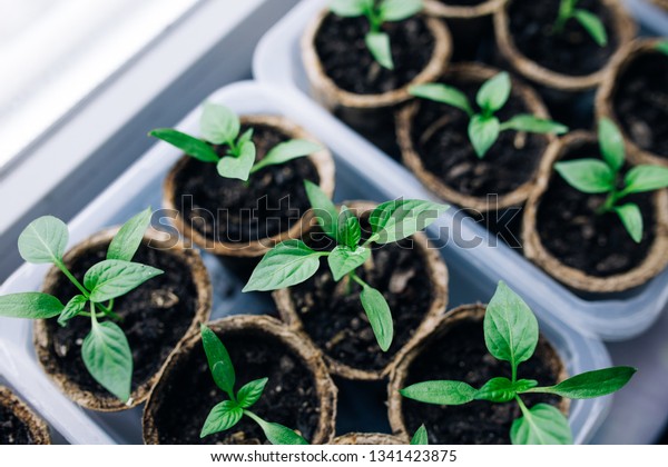 Seedlings Peat Potsbaby Plants Seeding Black Stock Photo Edit Now