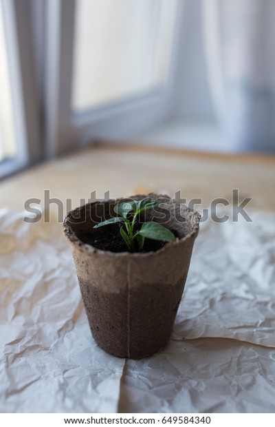 Seedlings Peat Potsbaby Plants Seeding Black Stock Photo Edit Now