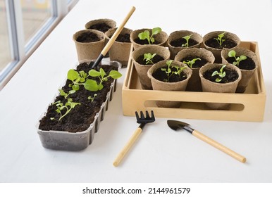 Seedlings of petunia plants in small pots on a table on a spacious balcony in spring. Gardening, flowers, hobby.