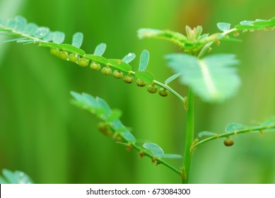 Seedlings plant. Sapling of Young Seed-under-leaf Tree (Phyllanthus niruri / Phyllanthus amarus Schumach. & Thonn.,Tamalaki, Hazardana) Short-lived Plant. There are small green fruits under leaf. - Shutterstock ID 673084300