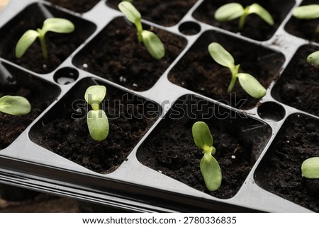 Seedlings in plastic pots on table, closeup