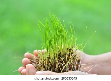 Seedlings Rice Plant In Hand