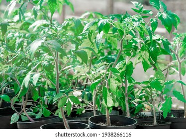 Seedlings (sprouts) of tomatoes in a greenhouse, sprouted tomatoes, tomato seedlings in pots. Spring young tomato seedlings for planting in a greenhouse.