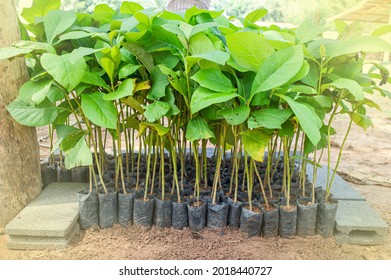 1,185 Teak seeds Images, Stock Photos & Vectors | Shutterstock