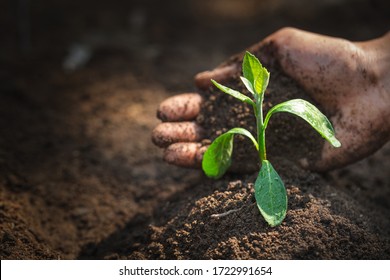 Seedlings that grow from complete soil have the idea of protecting the hands of preparation for agricultural cultivation. Organic agriculture, soil quality and World Soil Day - Powered by Shutterstock