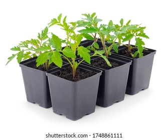 Seedlings Of Tomato In Plastic Pot Isolated On White Background.