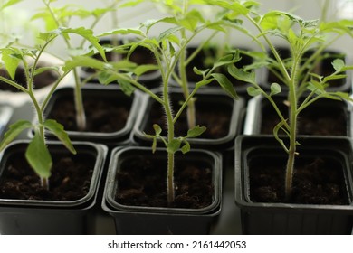 Seedlings Of Tomatoes On The Window. Preparing For The Garden Season Dacha.Pensioners Are Preparing To Plant A Garden.