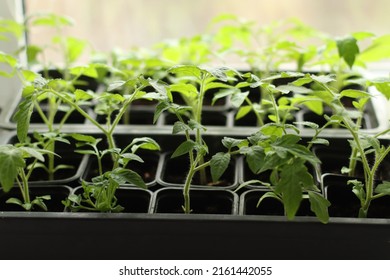 Seedlings Of Tomatoes On The Window. Preparing For The Garden Season Dacha.Pensioners Are Preparing To Plant A Garden.