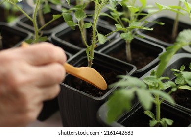 Seedlings Of Tomatoes On The Window. Preparing For The Garden Season Dacha.Pensioners Are Preparing To Plant A Vegetable Garden.Growing Natural Vegetables At Home.