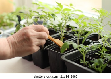 Seedlings Of Tomatoes On The Window. Preparing For The Garden Season Dacha.Pensioners Are Preparing To Plant A Vegetable Garden.Growing Natural Vegetables At Home.