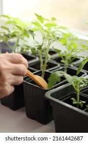 Seedlings Of Tomatoes On The Window. Preparing For The Garden Season Dacha.Pensioners Are Preparing To Plant A Vegetable Garden.Growing Natural Vegetables At Home.