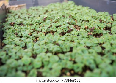 Seedlings in tray