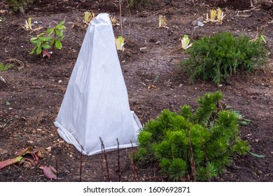 Seedlings Trees In The Garden Are Covered With A Protective Cloth From Frost.