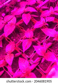 Seedlings Under An Ultra Violet Lamp