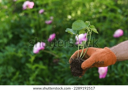 seedlings of young green strawberries with roots in the hands of a gardener. the concept of gardening works