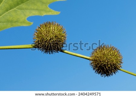 Seedpods of an oriental plane tree