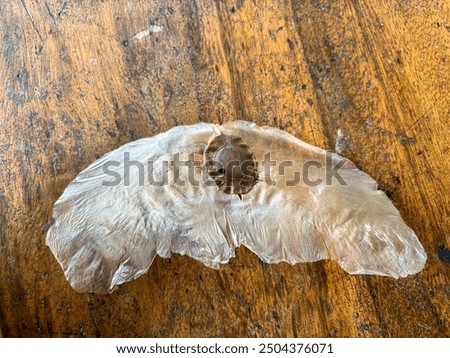 Seeds from Alsomitra macrocarpa plants, Alsomitra macrocarpa or java cucumber, flying seeds (samara) from Alsomitra macrocarpa plants