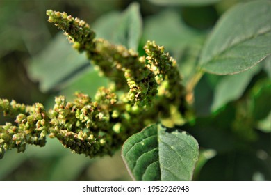 The Seeds Of Amaranthus Viridis